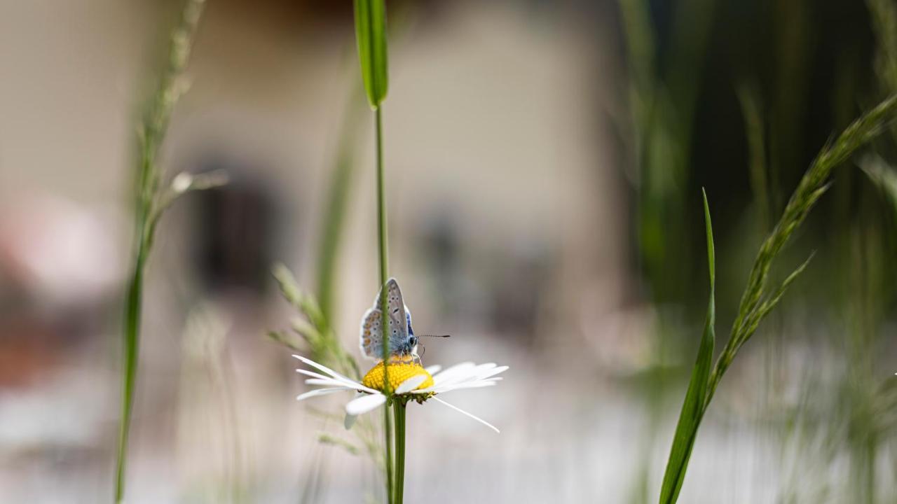 Natura Boutique Chalet Wellness Spa Dobbiaco Kültér fotó
